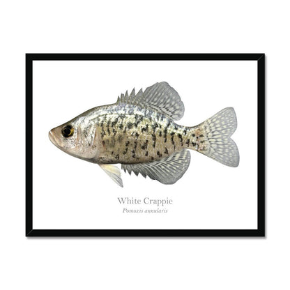 Crappie - Framed Print - madfishlab.com