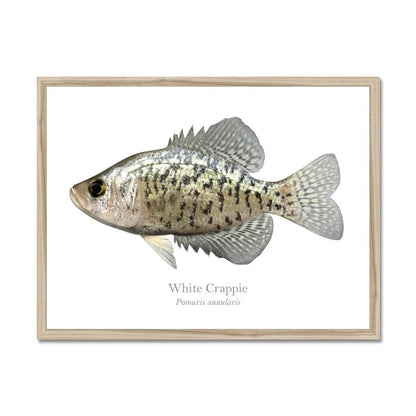 Crappie - Framed Print - madfishlab.com