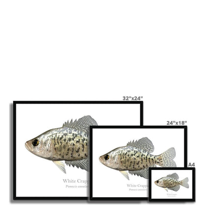 Crappie - Framed Print - madfishlab.com