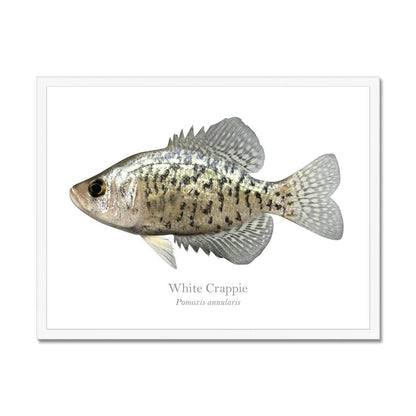 Crappie - Framed Print - madfishlab.com