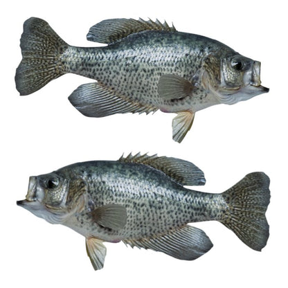 Crappie Large Decals, Stickers | 16-60" | Left/Right Facing - madfishlab.com