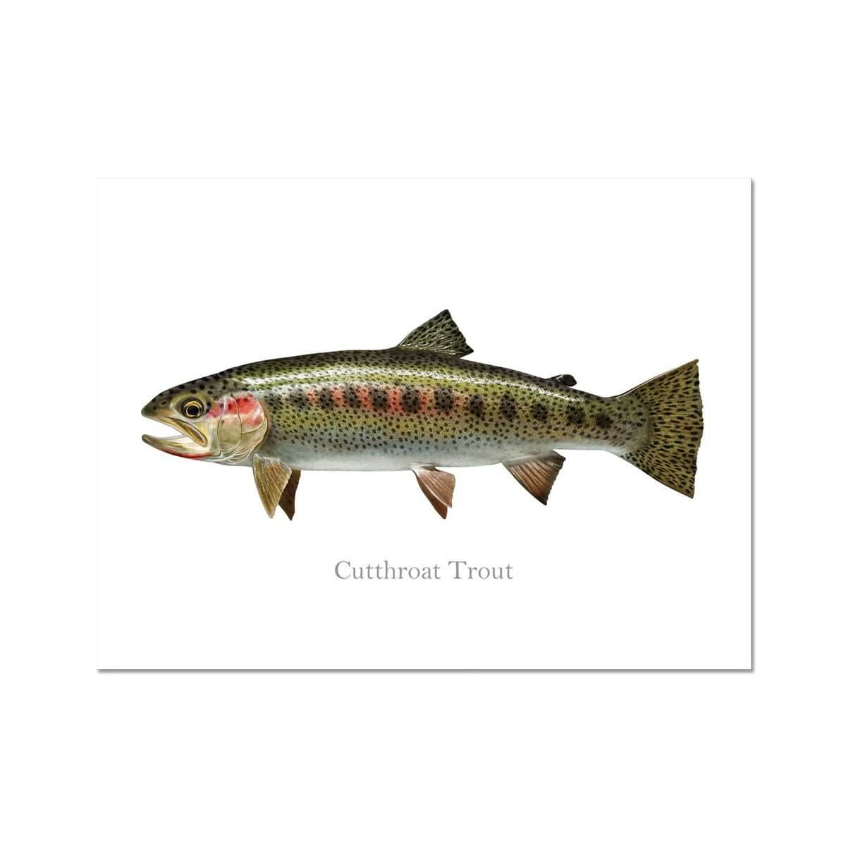 Cutthroat Trout - Art Print - madfishlab.com