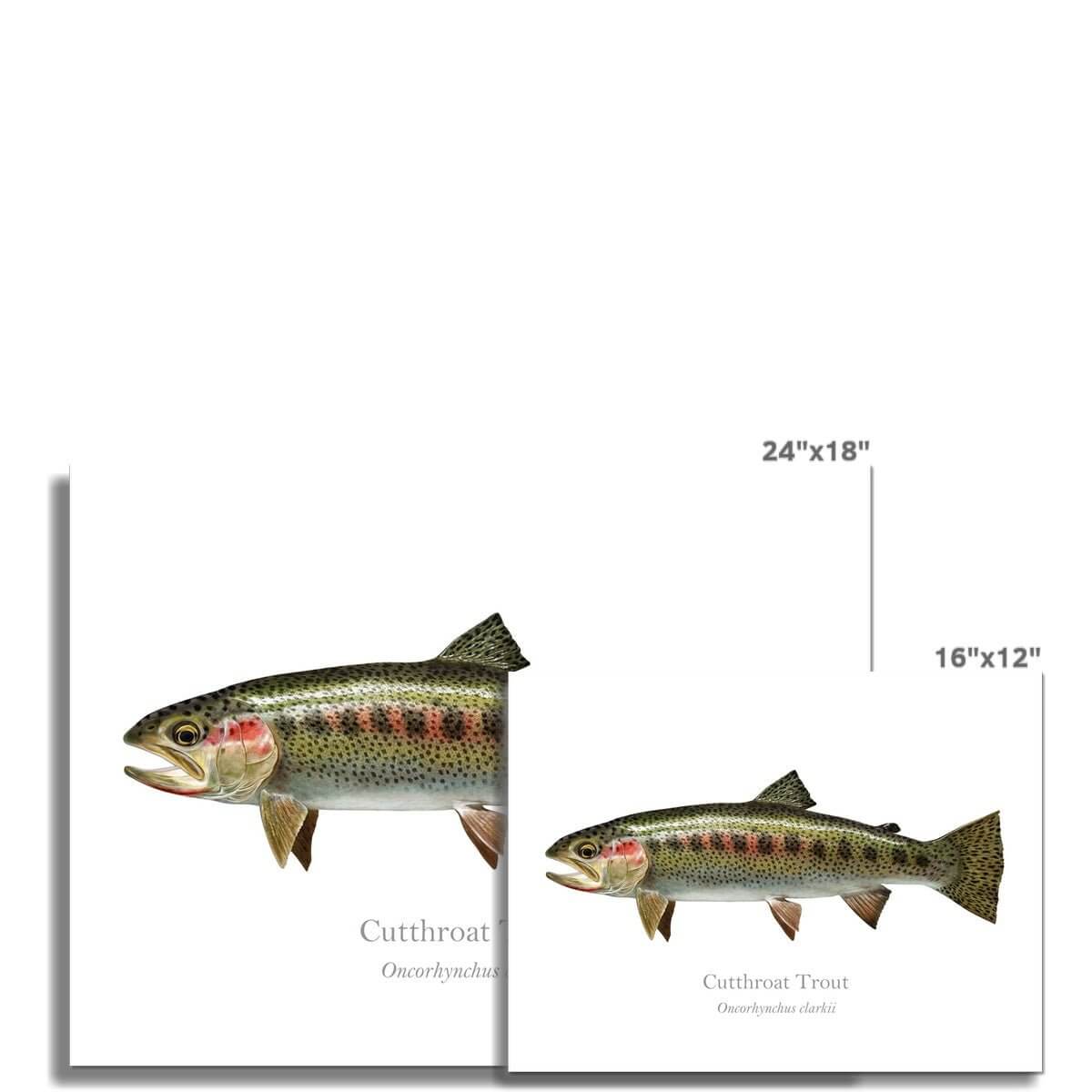 Cutthroat Trout - Art Print - With Scientific Name - madfishlab.com