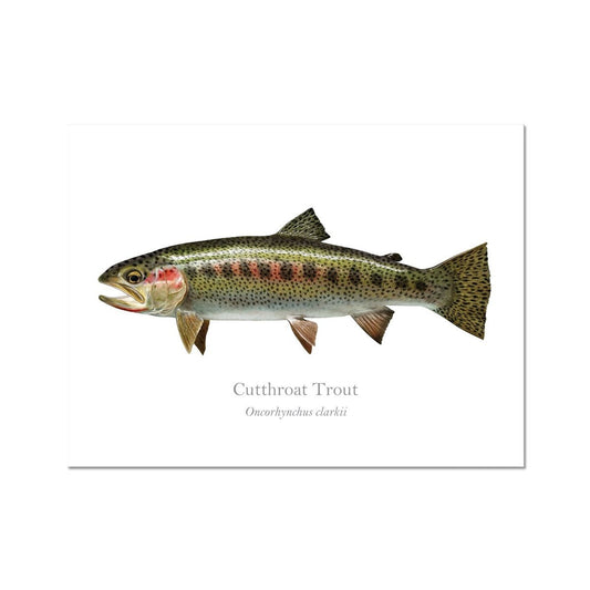 Cutthroat Trout - Art Print - With Scientific Name - madfishlab.com