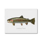 Cutthroat Trout - Canvas Print - madfishlab.com