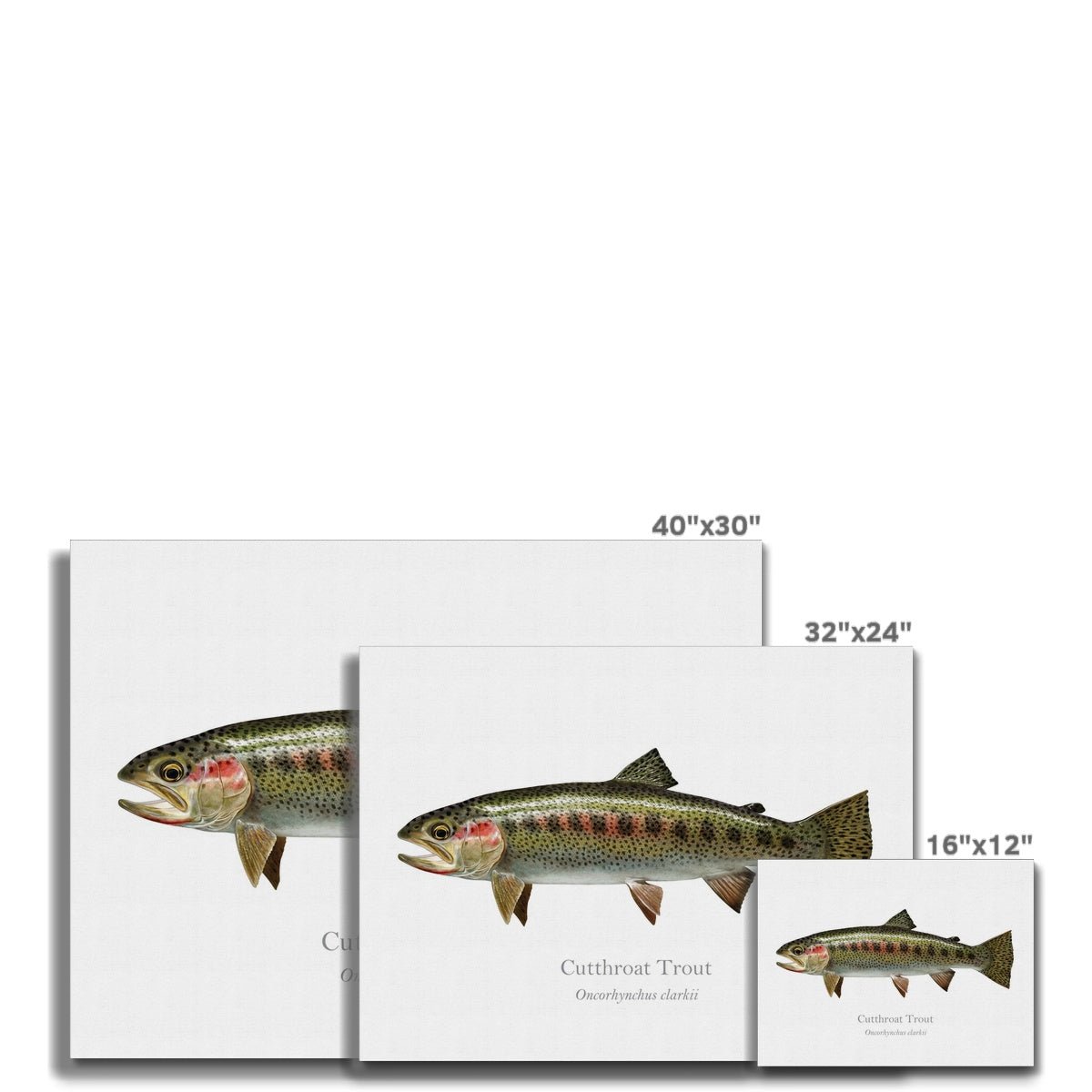 Cutthroat Trout - Canvas Print - With Scientific Name - madfishlab.com