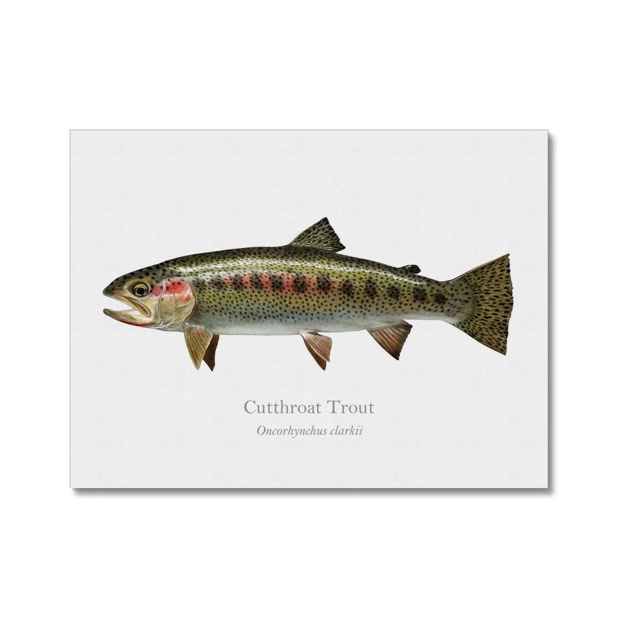 Cutthroat Trout - Canvas Print - With Scientific Name - madfishlab.com
