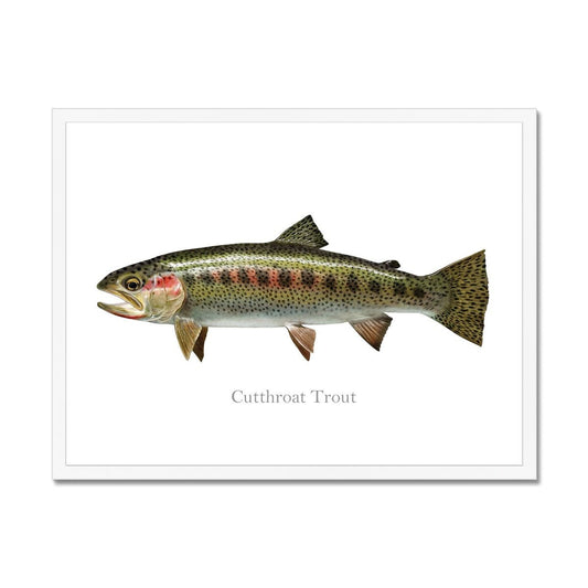Cutthroat Trout - Framed Print - madfishlab.com