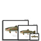Cutthroat Trout - Framed Print - With Scientific Name - madfishlab.com