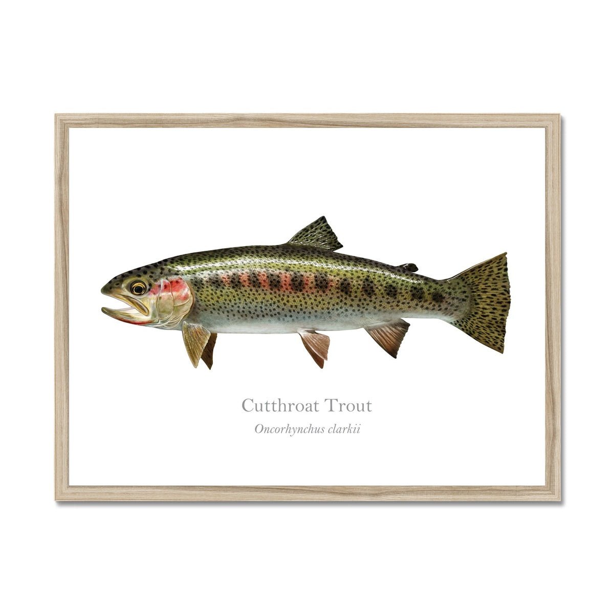 Cutthroat Trout - Framed Print - With Scientific Name - madfishlab.com