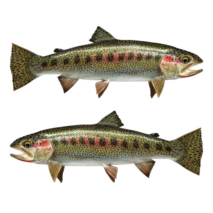 Cutthroat Trout Large Decals, Stickers | 16-60" | Left/Right Facing - madfishlab.com