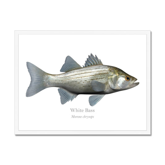 White Bass - Framed Print - With Scientific Name
