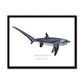 Thresher Shark - Framed Print - With Scientific Name