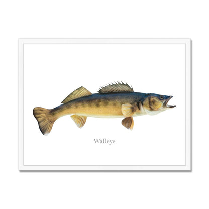 Walleye fish illustration on a white background, showcasing its distinct coloring and fins.