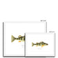 Yellow Perch - Framed & Mounted Print - With Scientific Name
