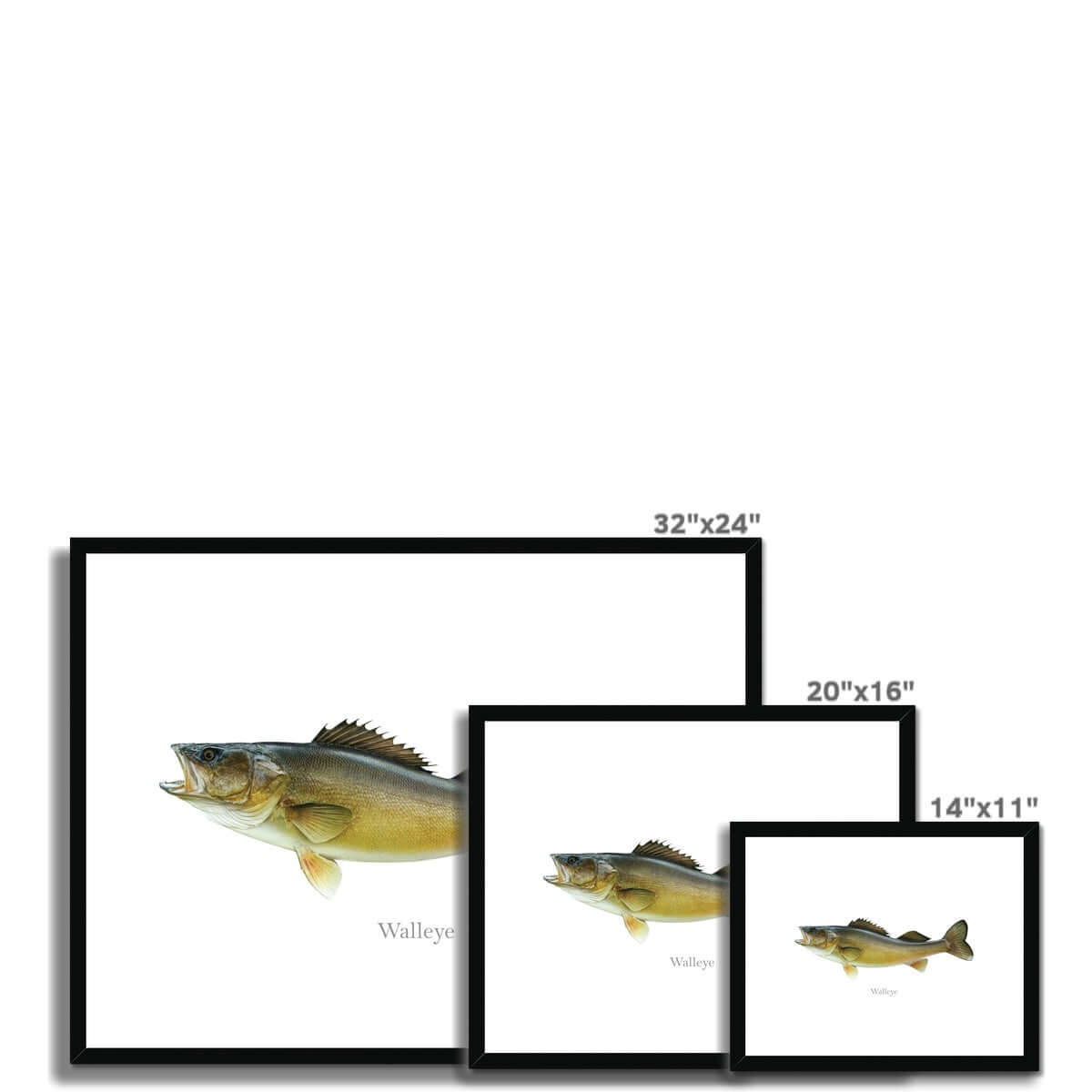 Walleye - Framed & Mounted Print