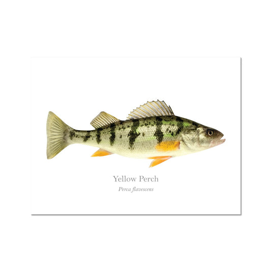 Yellow Perch - Art Print - With Scientific Name