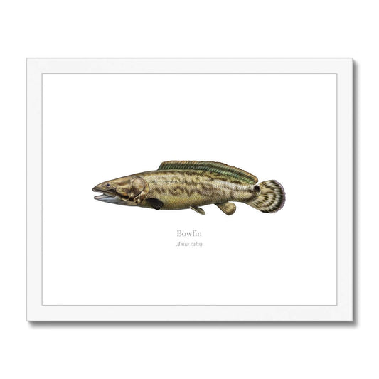 Bowfin - Framed & Mounted Print - With Scientific Name