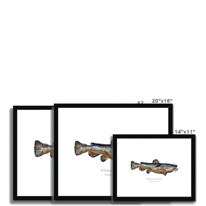 Flathead Catfish - Framed & Mounted Print - With Scientific Name