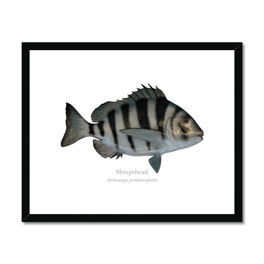 Sheepshead - Framed & Mounted Print - With Scientific Name