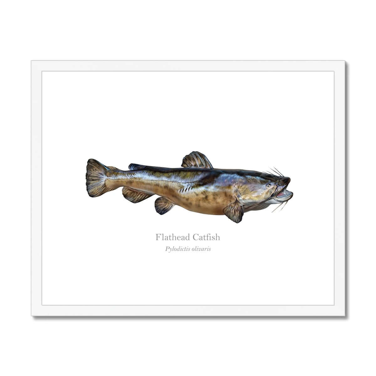 Flathead Catfish - Framed & Mounted Print - With Scientific Name