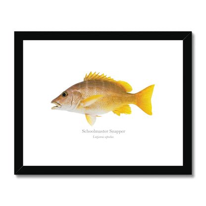 Schoolmaster Snapper - Framed & Mounted Print - With Scientific Name