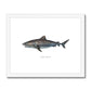 Tiger Shark - Framed & Mounted Print