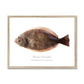 Winter Flounder - Framed Print - With Scientific Name