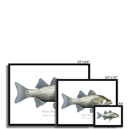 White Bass Framed Print, With Scientific Name