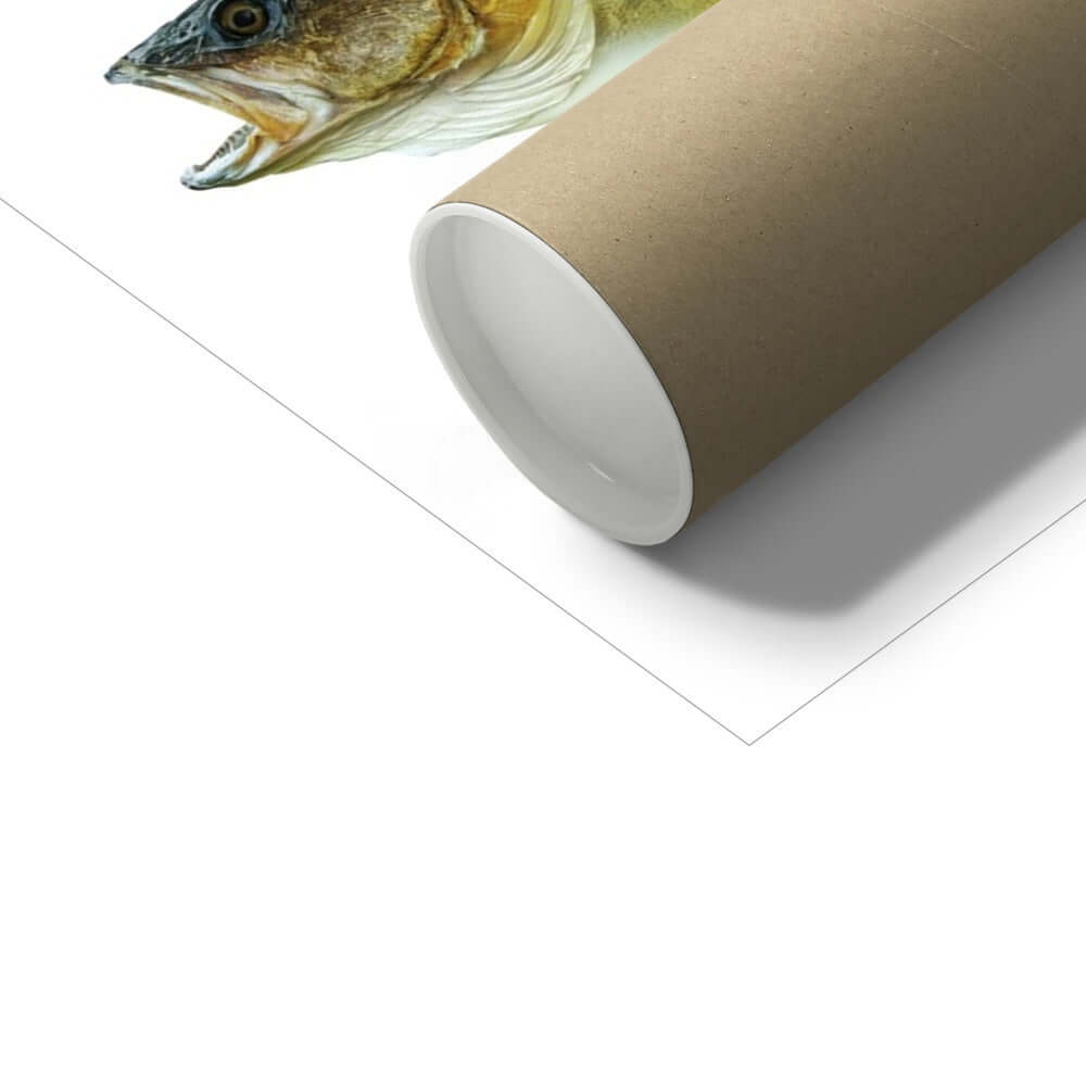 Walleye - Art Print - With Scientific Name