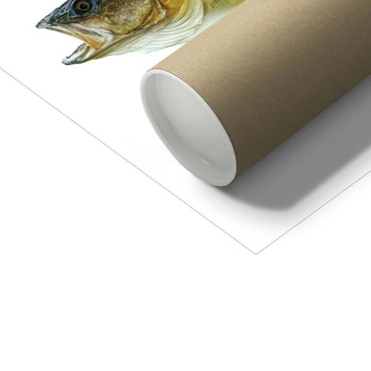 Walleye - Art Print - With Scientific Name