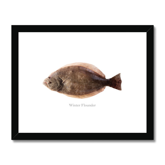 Winter Flounder - Framed & Mounted Print