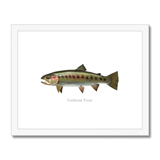 Cutthroat Trout - Framed & Mounted Print