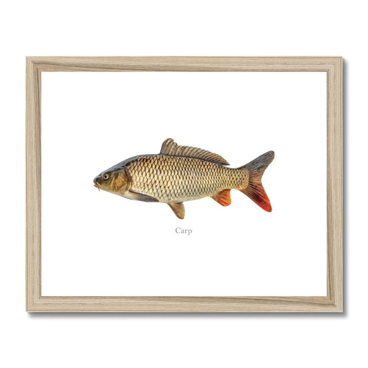 Carp - Framed & Mounted Print