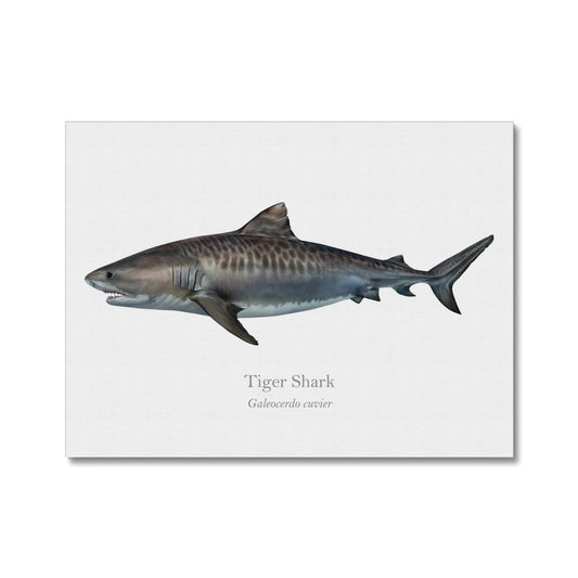 Tiger shark - Canvas Print - With Scientific Name