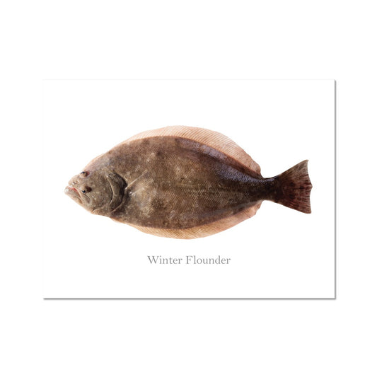 Winter Flounder - Art Print