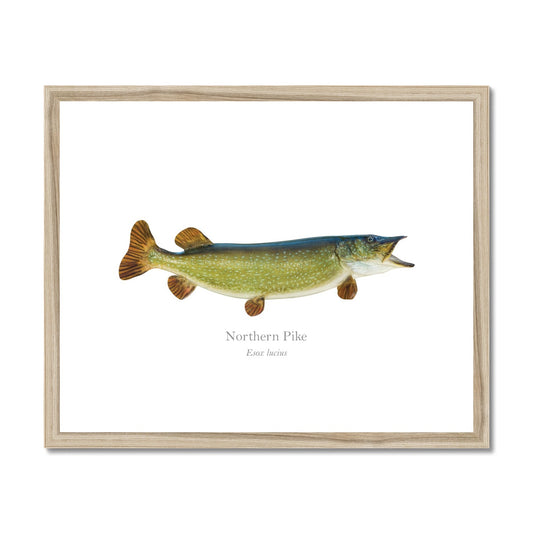 Northern Pike - Framed & Mounted Print - With Scientific Name