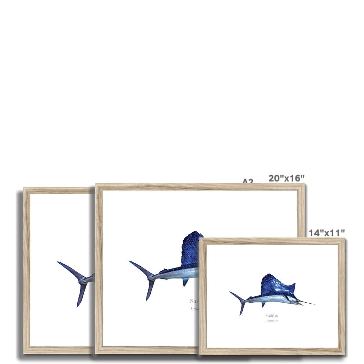 Sailfish - Framed & Mounted Print - With Scientific Name