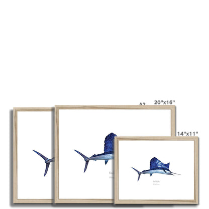 Sailfish - Framed & Mounted Print - With Scientific Name