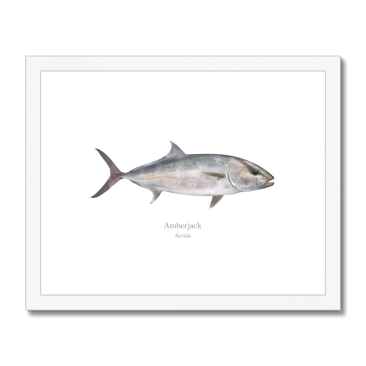 Amberjack - Framed & Mounted Print - With Scientific Name
