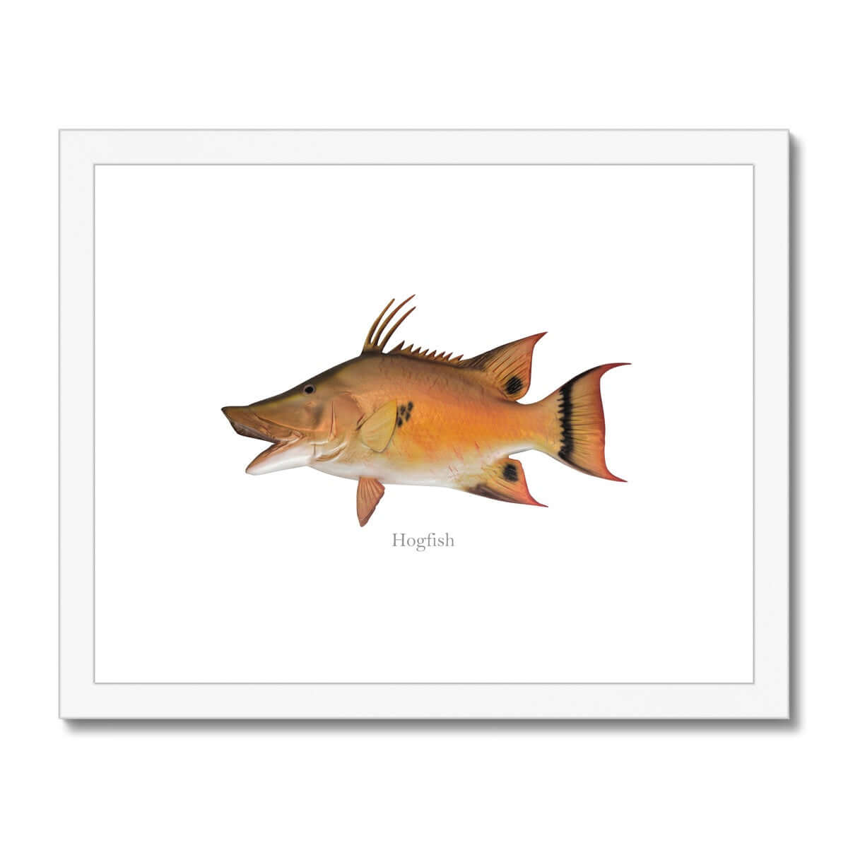 Hogfish - Framed & Mounted Print