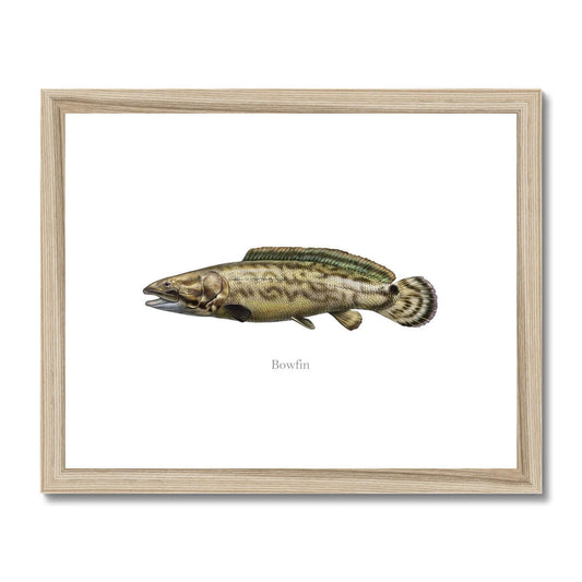 Bowfin - Framed & Mounted Print