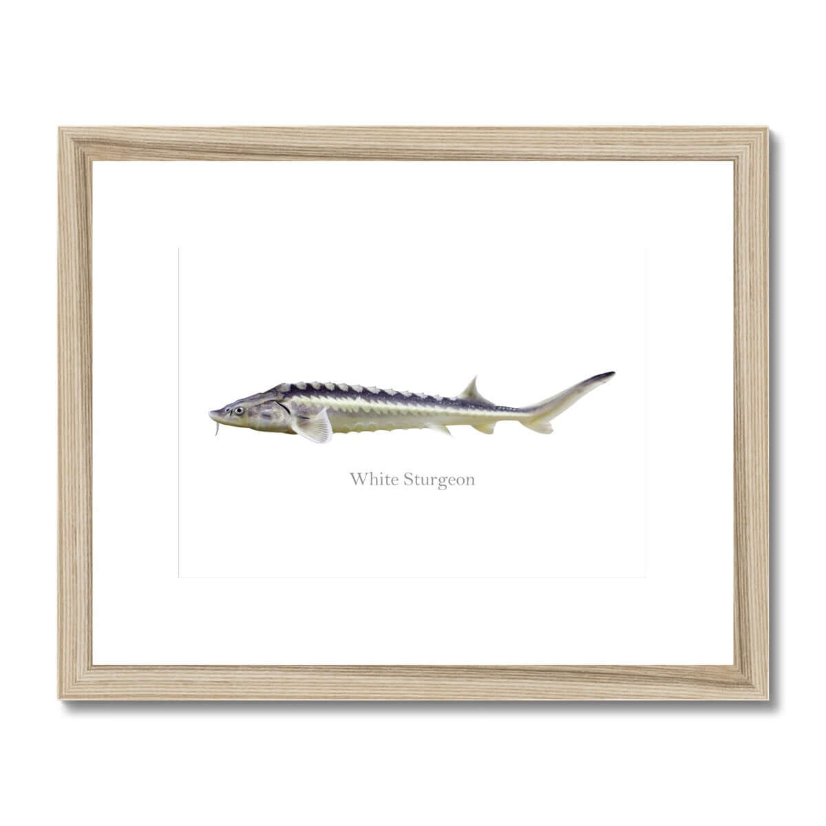 White Sturgeon - Framed & Mounted Print