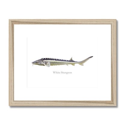 White Sturgeon - Framed & Mounted Print