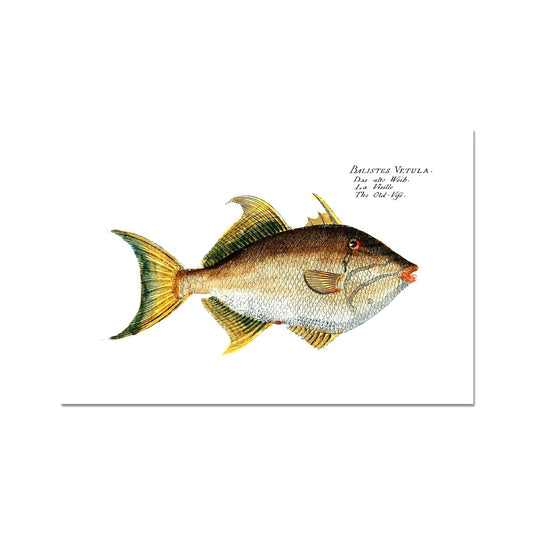 Triggerfish - Vintage Art Print