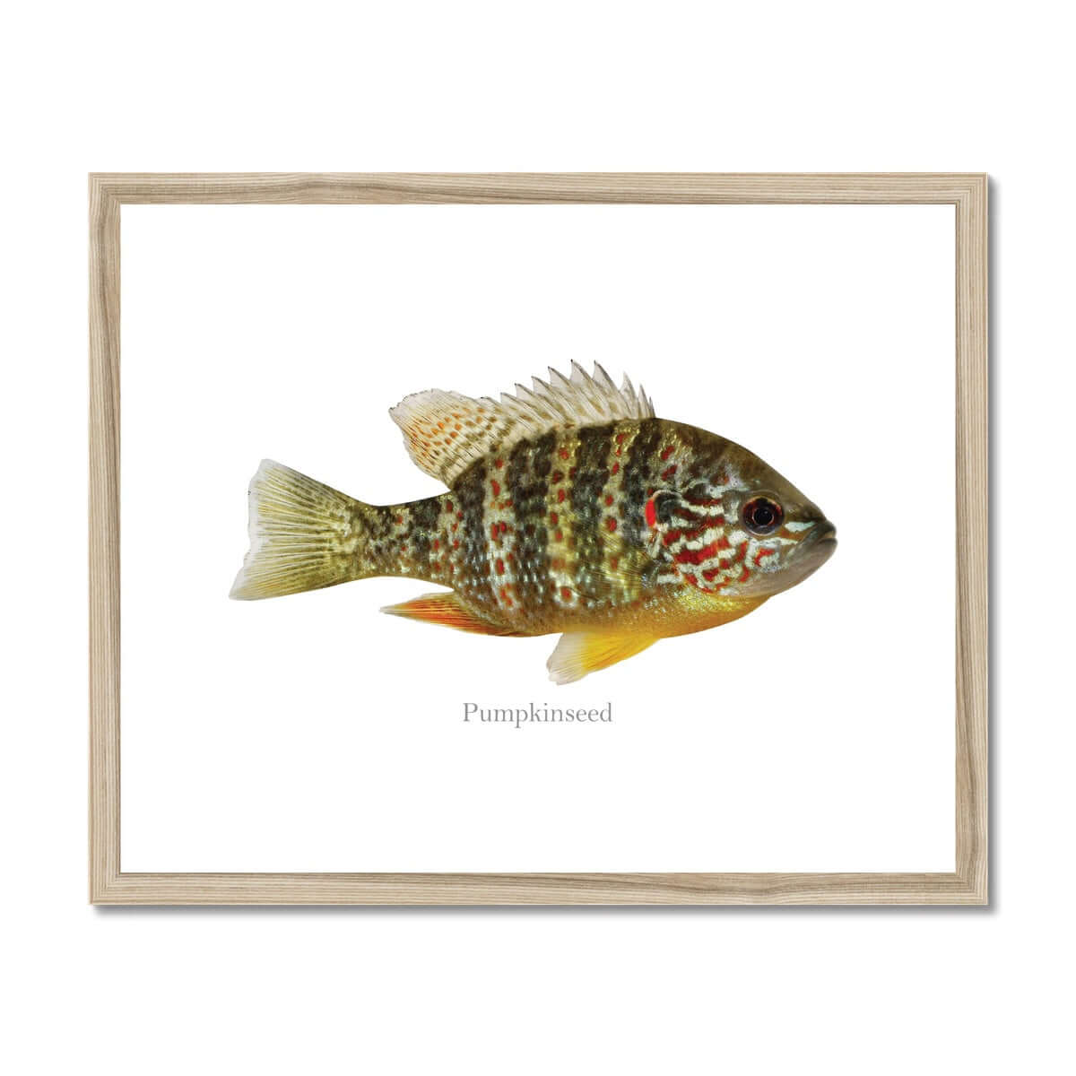 Pumpkinseed Sunfish - Framed & Mounted Print