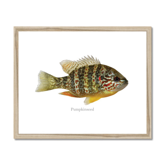 Pumpkinseed Sunfish - Framed & Mounted Print