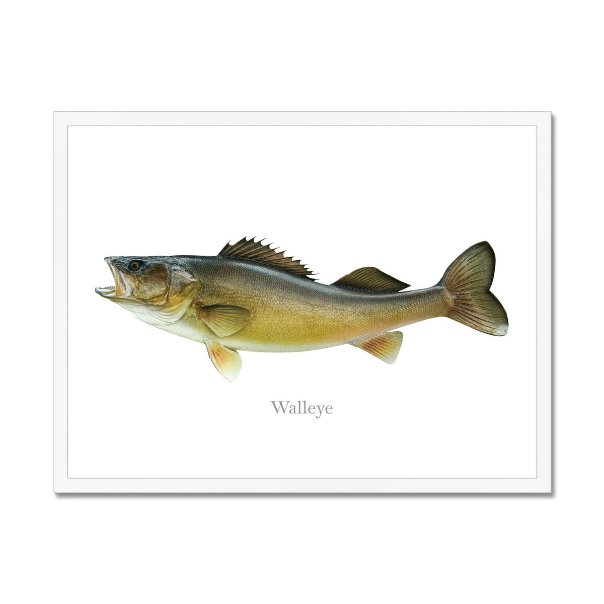Walleye - Framed Print