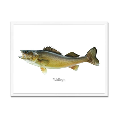 Detailed illustration of a walleye fish on a white background.