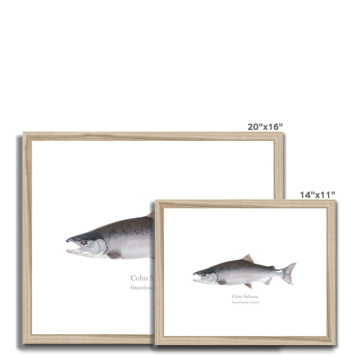 Coho Salmon - Framed & Mounted Print - With Scientific Name